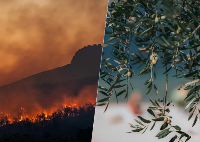 Este año parecía destinado a ser el de la recuperación de las cosechas. Las olas de calor y el fuego están cambiando esto